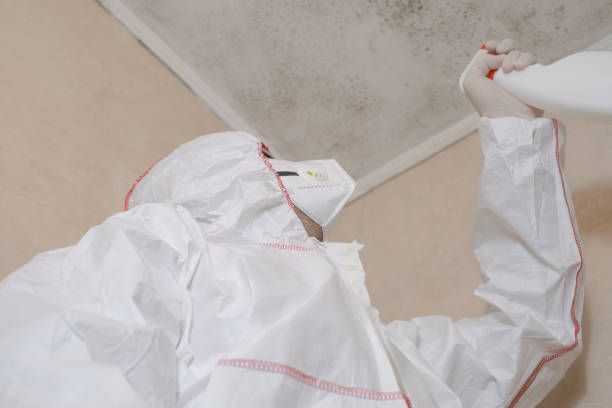 Professional Mold Removal in Cornelius, OR