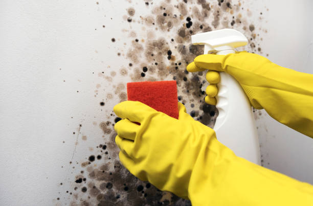 Best Emergency Mold Removal  in Cnelius, OR